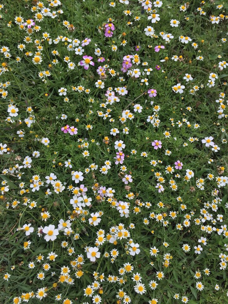 greenvibe's tweet image. 