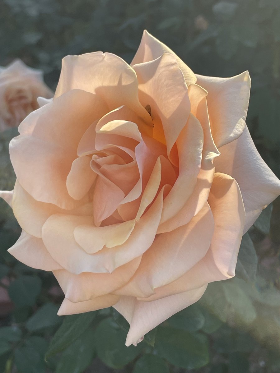 𓂃.*・ﾟꫂ ၴႅၴ マリリン・モンロー Rose Marilyn Monroe 🇺🇸 大輪