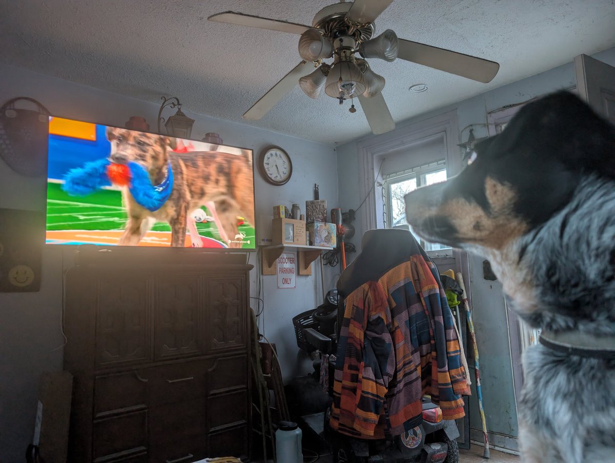 ATVCS1's tweet photo. #puppybowl https://t.co/7oPFFI0bz1