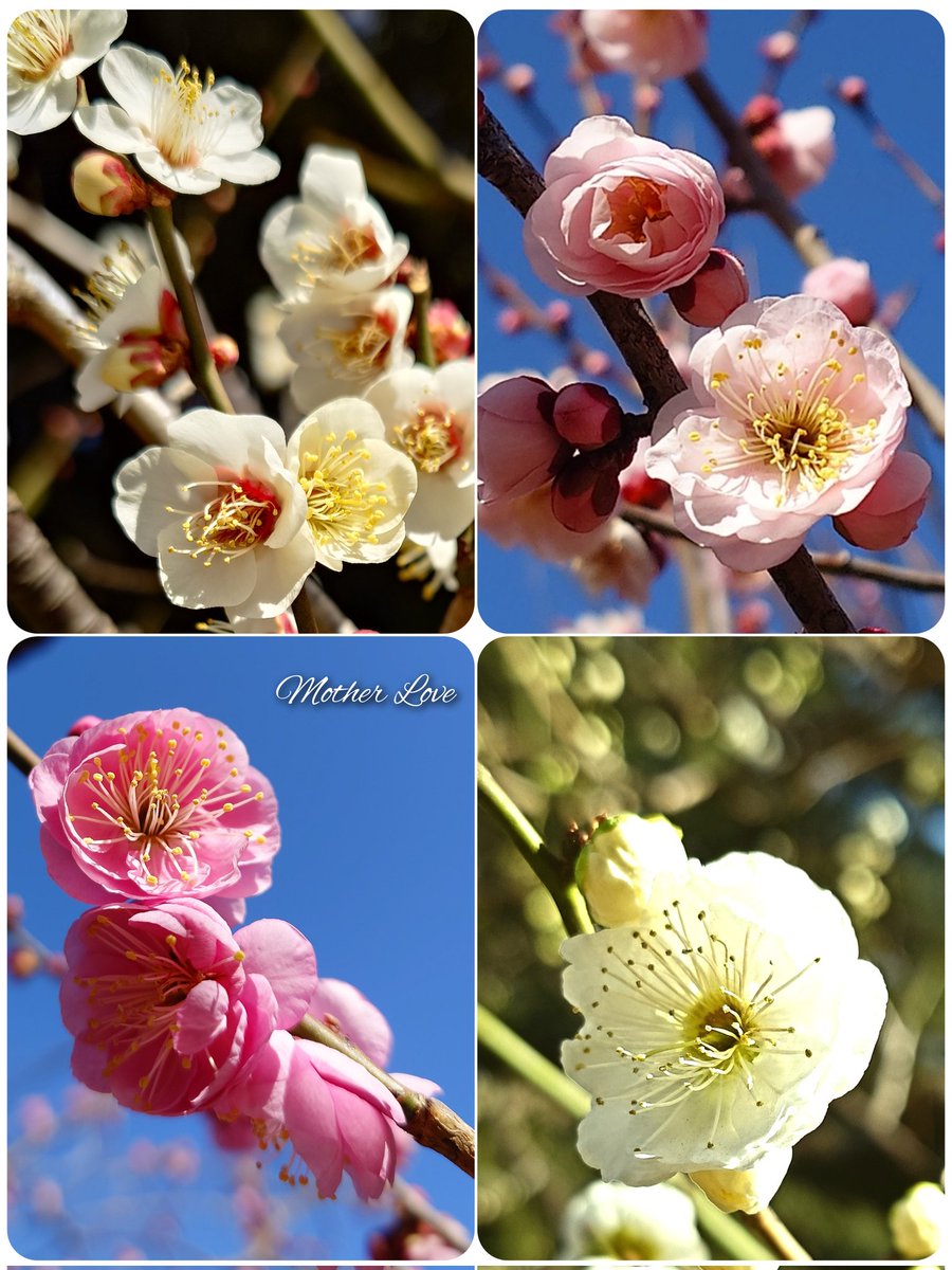 青い鳥 ✨幸せを運ぶ✨ (@aoitori0510) / Posts / X