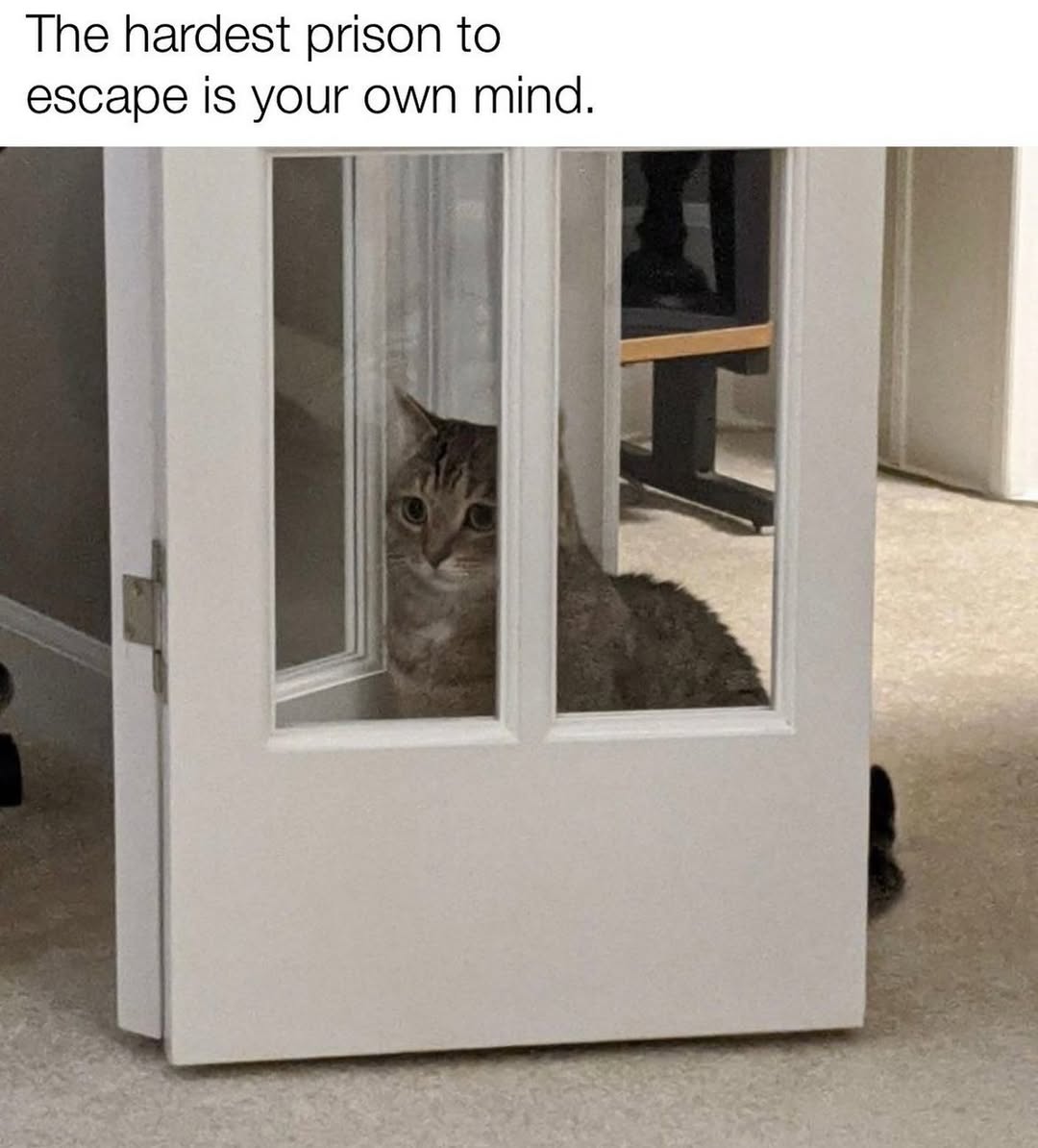 Catsillyness's tweet image. 