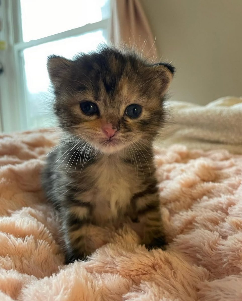 smol silly cat (@catsillyness) on Twitter photo 