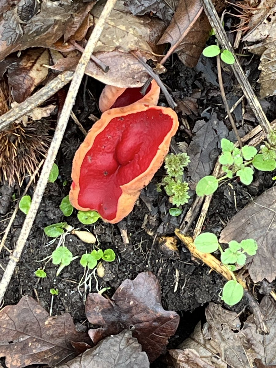 WalkingToursChester tweet media