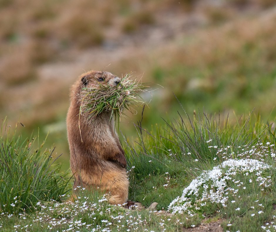 WANatlParkFund's tweet photo. Game day mood: mostly just here for the snacks. ๐
#GoHawks #ForTheParks
๐ธ: A marmot with a mouthful of den-making supplies, by Ken & Mary Campbell https://t.co/kqYzW68DdT