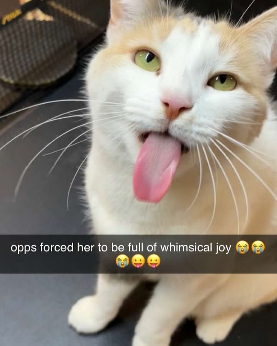 Punch Cat (@punchingcat) on Twitter photo 