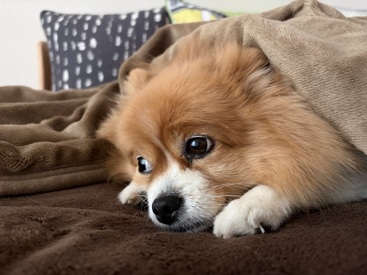今日もお外は寒いねぇ。

#ぬくぬくポメラニアン
#犬のいる暮らし
#犬好きさんと繋がりたい
