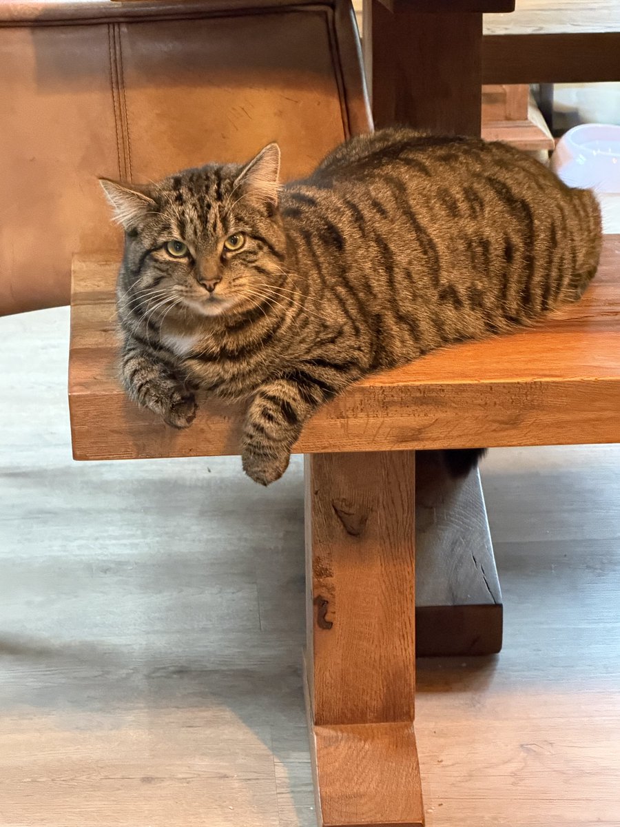 Ms Poppy Puffy Cheeks tweet media