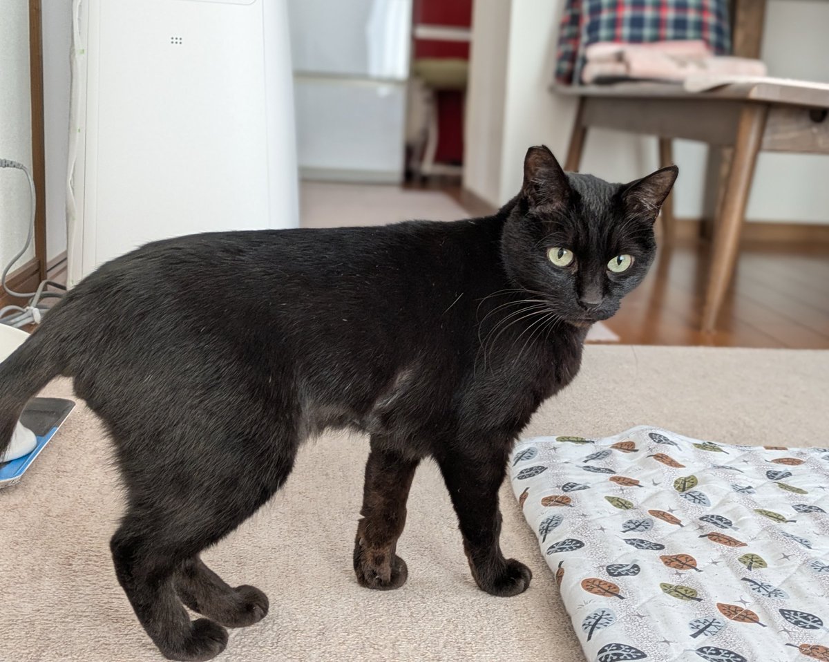 くろねこ みいたろう (@kuro0302cat) / Posts / X