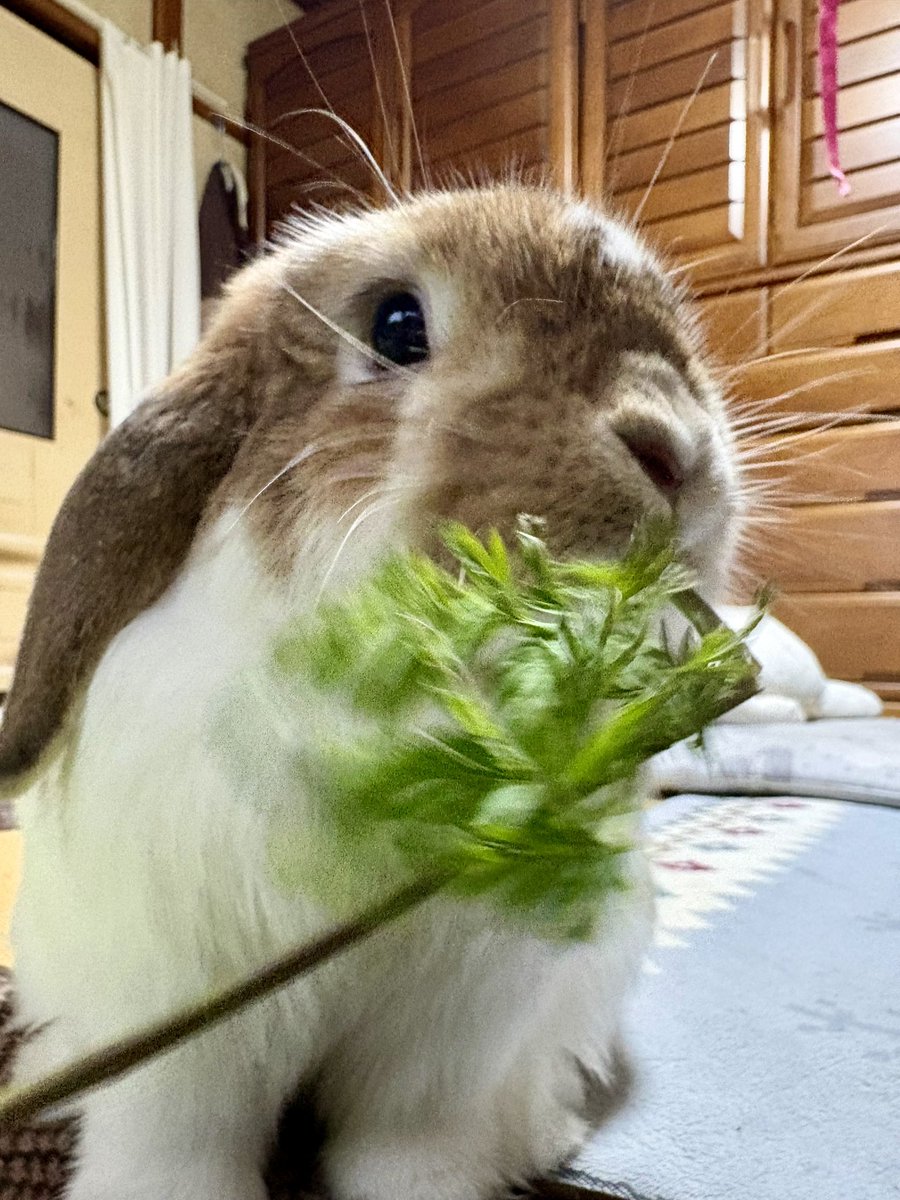 おはぽぽ❄️
#うさぎ　#ホーランドロップ