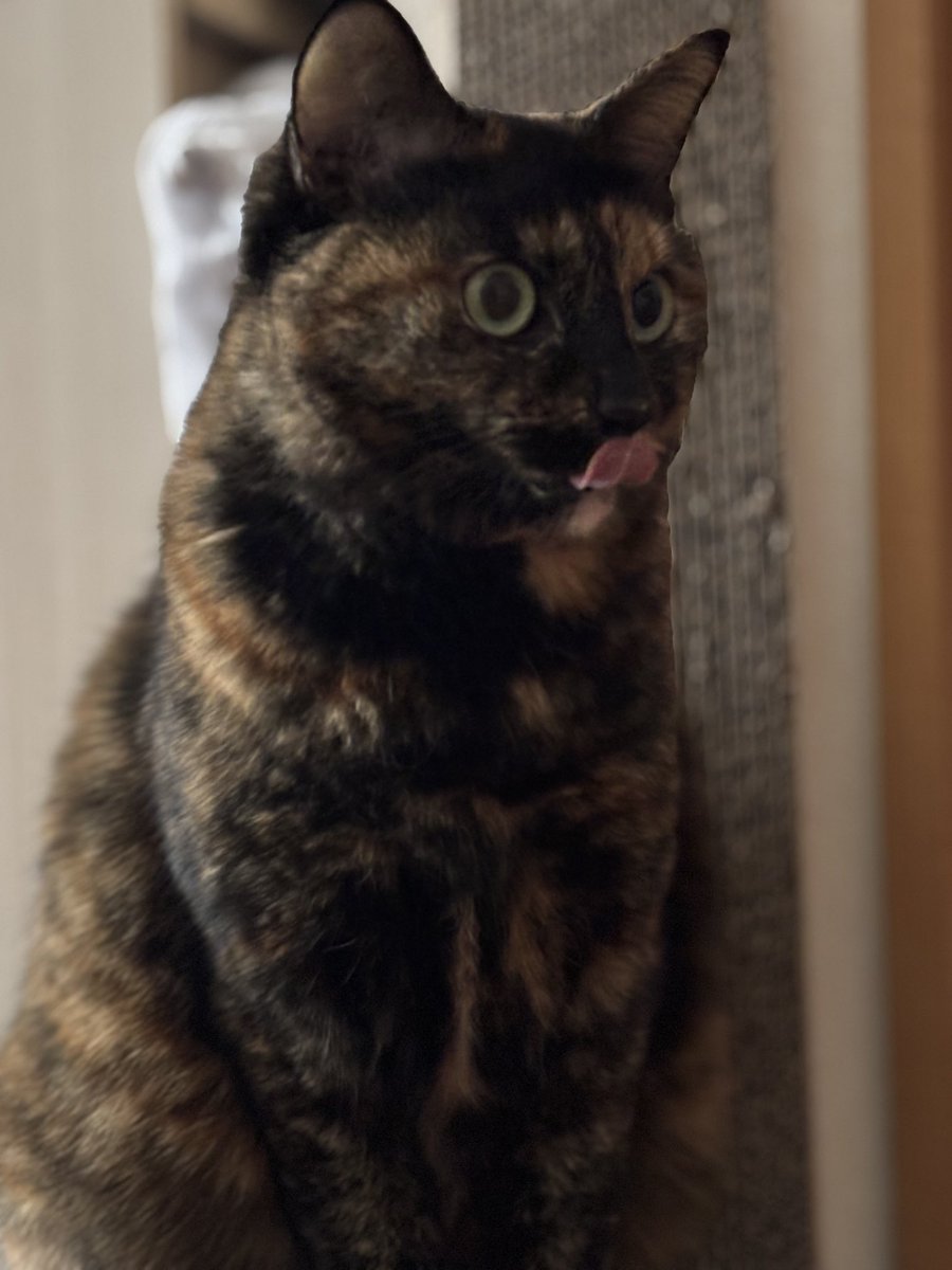 #猫好きさんと繋がりたい
#猫のいる暮らし
#サビ猫

ハラペコリ