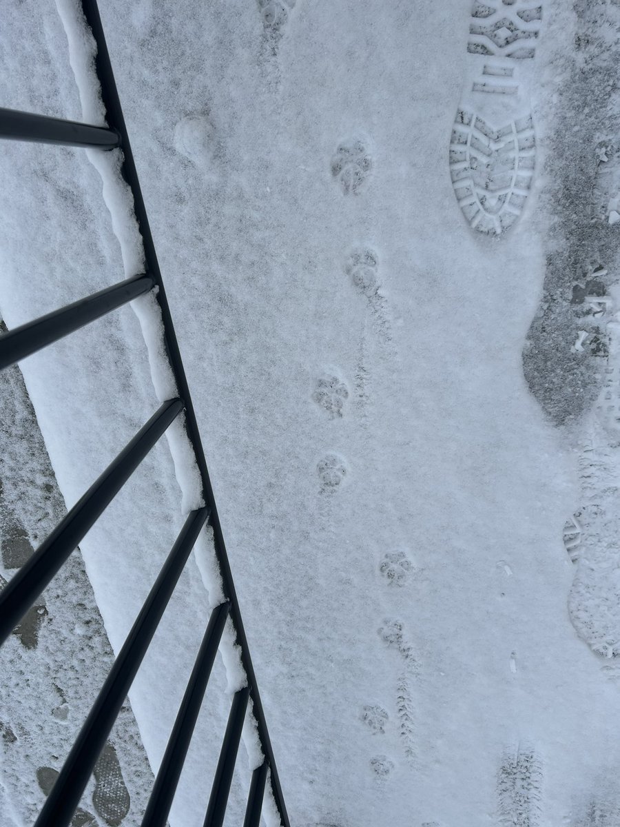 雪が凄くてバス停に行くために早起きしたけど、ふかふかの雪の感触久しぶりでちょっと楽しいし肉球の足跡可愛い🐾
ちょっとだけルンルンで出勤してる🐾
