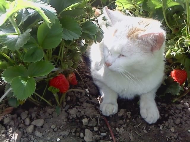 Grande (@sixrande) on Twitter photo 