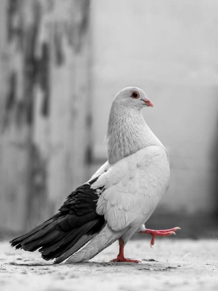 عدوا عليَّ مآثماً لم أجنِها و الحبُّ يا قلبي من الآثامِ!. 

• الـرّافعي