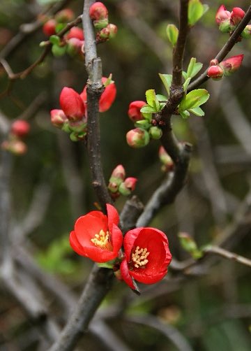 ★まこんち本日2/9(月)もお休み
★ 13(金)14(土)もお休み
誕生花は『カンボケ(寒木瓜)』、花言葉は「熱情」(ラジオ深夜便より)です。お誕生日の方おめでとうございます🎊。昨日・今日と連休イタシマス。今週はお休みが多いですぅっ💦、すみません🙇‍♀️。
★11(水㊗️)営業