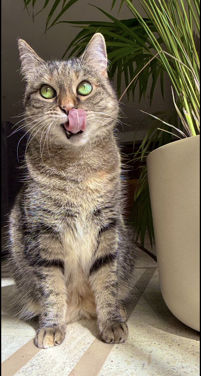 connectRickyG's tweet photo. Pickle 🥰

#RickyGervais 
#rickygervaisclip 
#Extras 
#pickle https://t.co/f09wPG3Xty