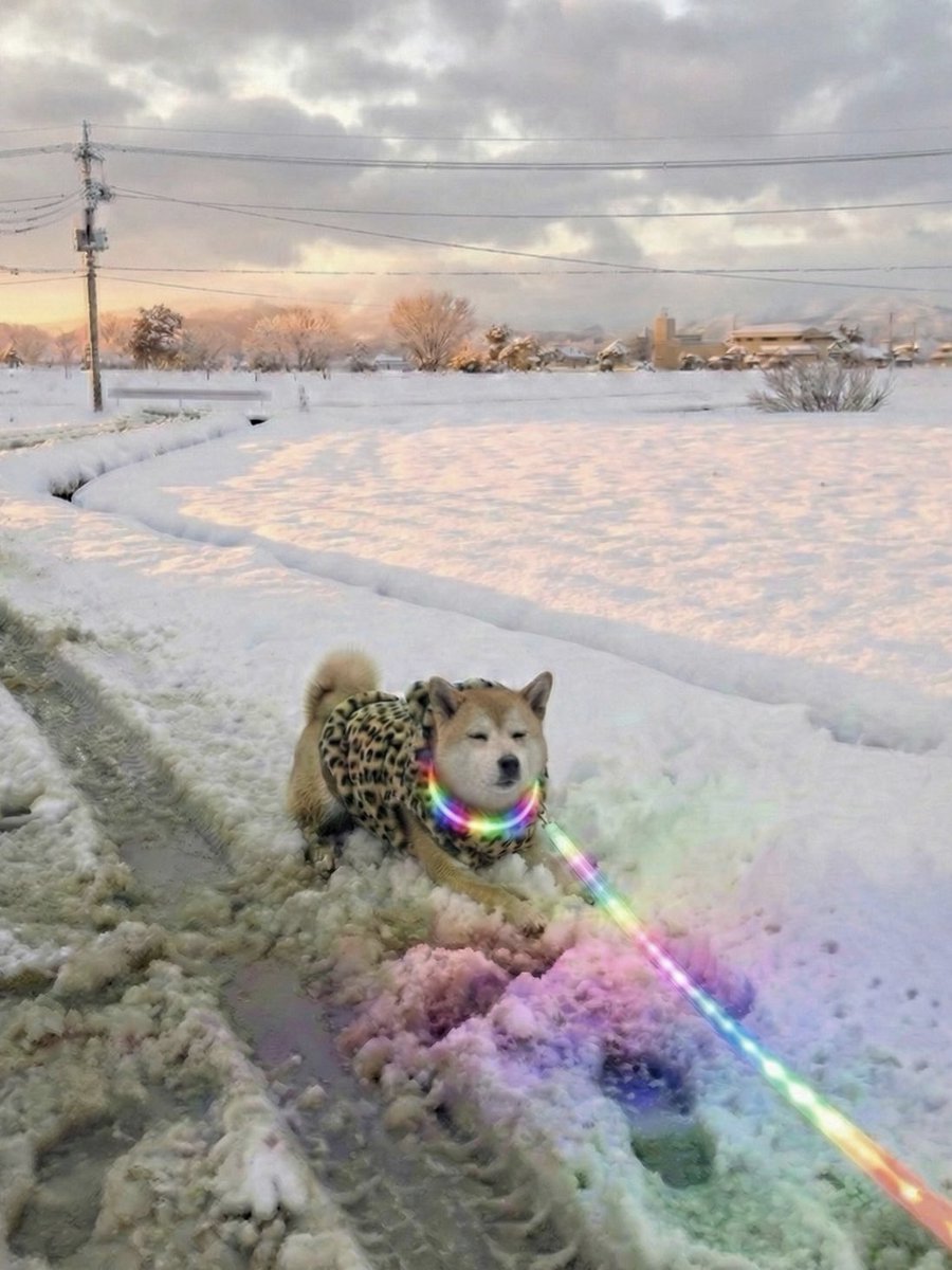 柴犬·͜·♡もも (@momonosekaiii) / Posts / X