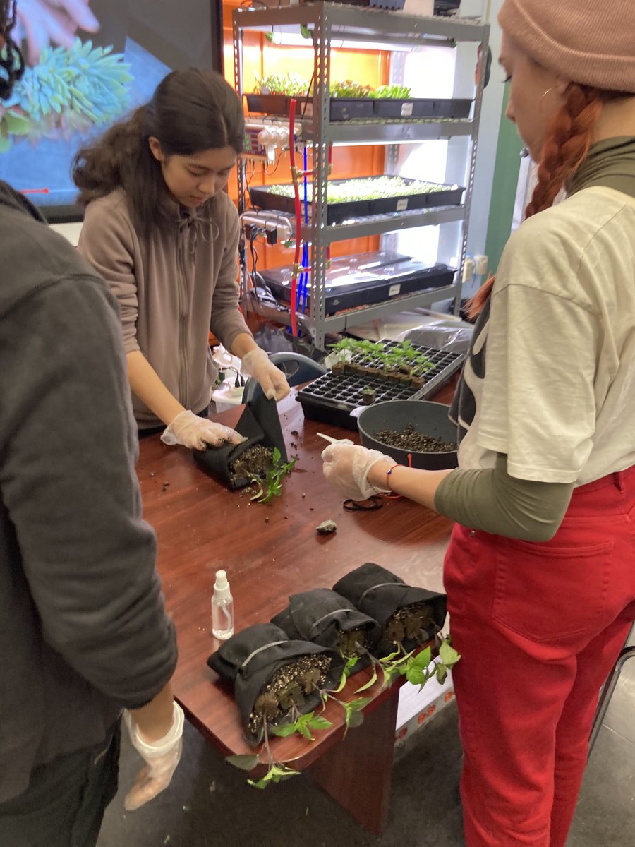 Florafelt's tweet photo. At Brooklyn Tech, 11th grade isn’t just another year—it’s the start of a "deep dive" major. Watch these enthusiastic high school students grow an amazing living wall over six months in the school's hall, using a Florafelt Recirc system and lighting kit. https://t.co/71StQGm9YA https://t.co/ISifjgBJgn