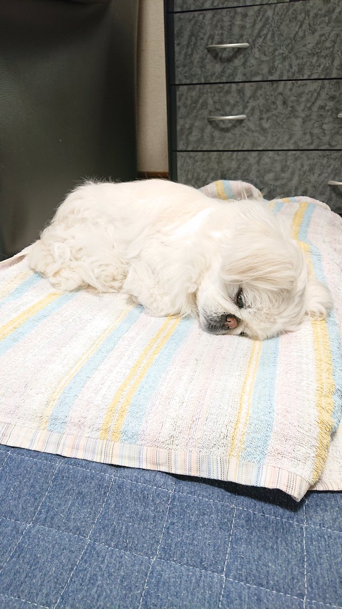 かおりん (@shiro0201_111) on Twitter photo 