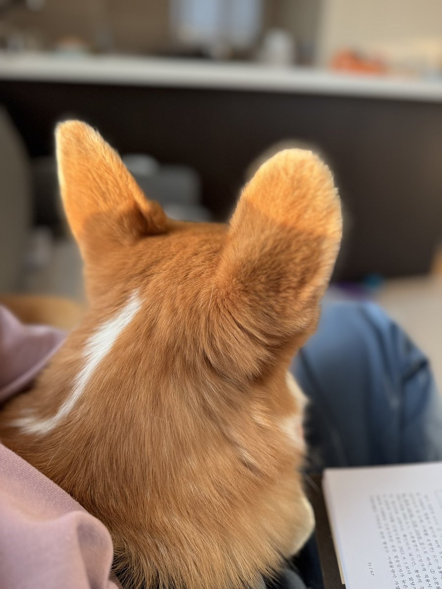 sonnzero's tweet image. 우리 집 막둥이(이 날 처음 만났음)