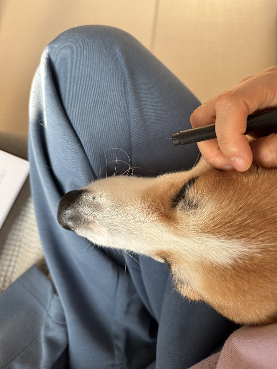 sonnzero's tweet image. 우리 집 막둥이(이 날 처음 만났음)