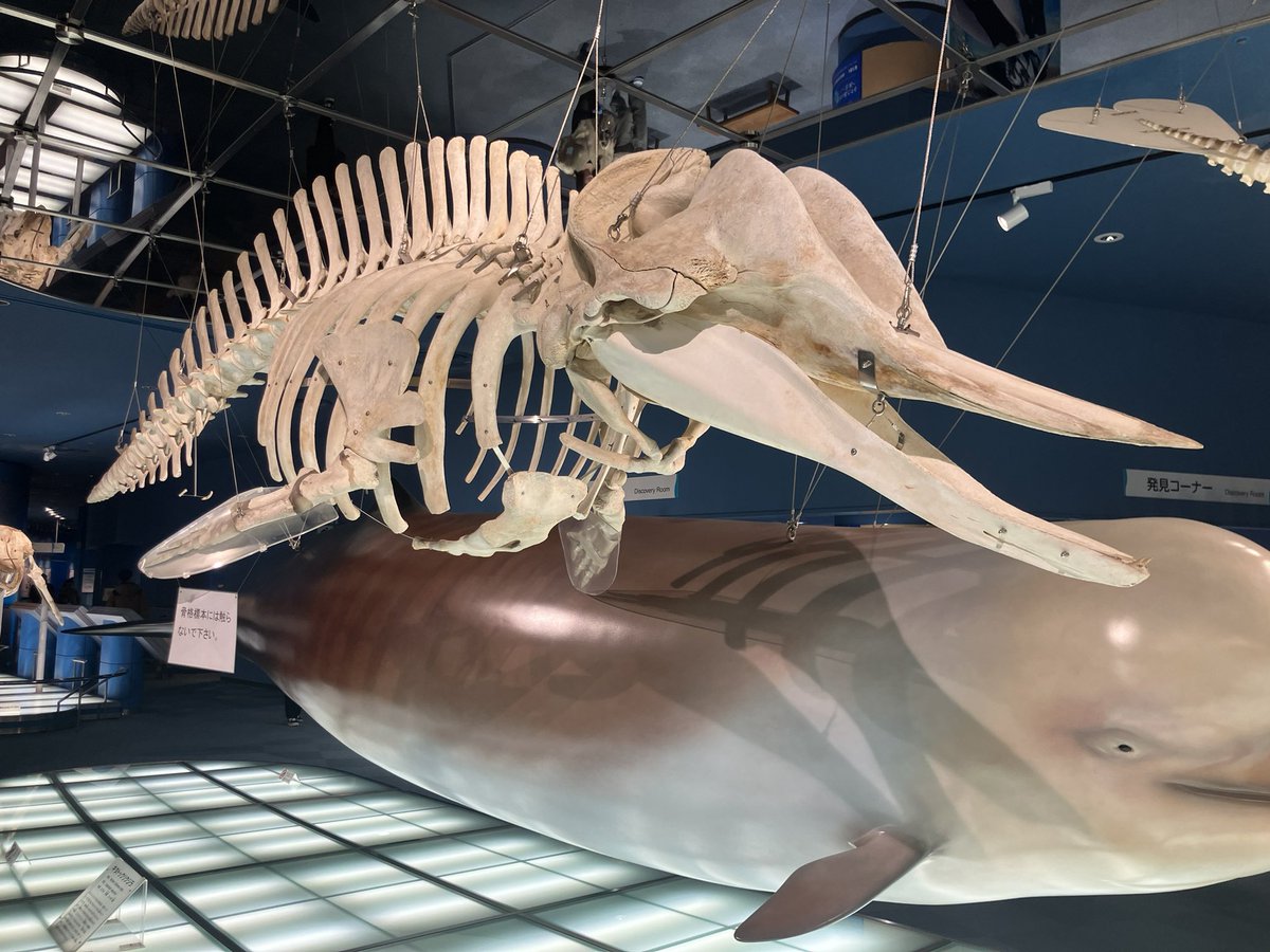 どちらもクジラの仲間だが、頭の形が全然違うなあ。厳つい方はシャチ。