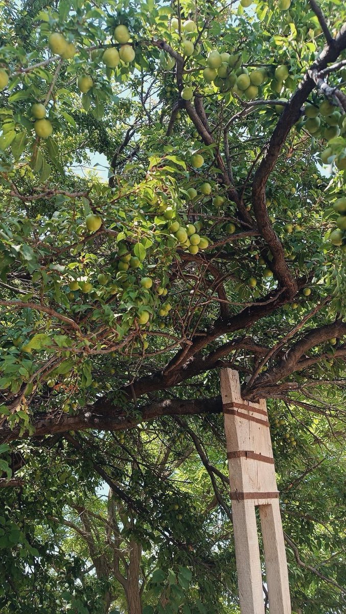eedayil's tweet photo. abartalım.. hatta yaslanacak bir omza ihtiyaç duyduklarında bile görkemlerinden bir şey kaybetmeyişlerini abartalım🌳🍃🪾🌿 https://t.co/EMVYsIg1Jx