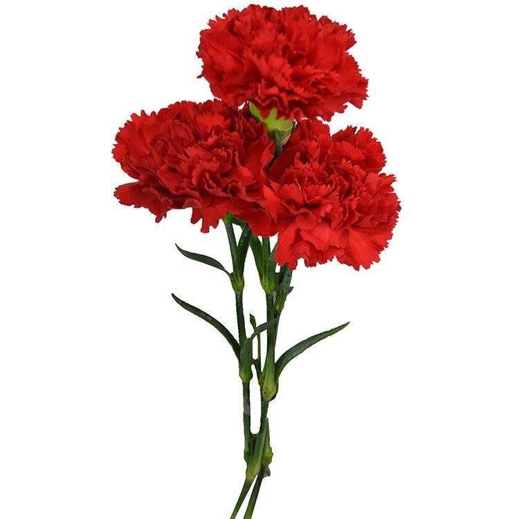 Eleições presidenciais
O candidato que pretendia adiar as eleições, ao arrepio da Constituição, foi derrotado por maioria absoluta.
Os cravos ainda não murcharam, a democracia foi salva e a Constituição manter-se-á.