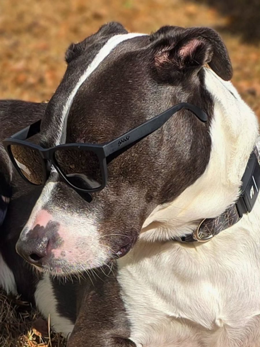atlantapetlife's tweet photo. Sunday Funday: Beau is Too Cool for Monday! 😎☀️
Happy Sunday Funday, Atlanta! While the rest of the world is busy prepping for the work week, Beau has officially achieved peak weekend status. 🐾✨
#SundayFunday #BeauTheDog #TooCool #AtlantaPets #DogsofAtlanta #SunChaser https://t.co/gboWPI7Izg