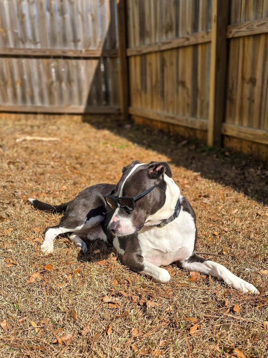 atlantapetlife's tweet photo. Sunday Funday: Beau is Too Cool for Monday! 😎☀️
Happy Sunday Funday, Atlanta! While the rest of the world is busy prepping for the work week, Beau has officially achieved peak weekend status. 🐾✨
#SundayFunday #BeauTheDog #TooCool #AtlantaPets #DogsofAtlanta #SunChaser https://t.co/gboWPI7Izg