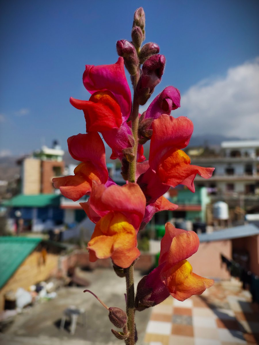 Nature Lover tweet media