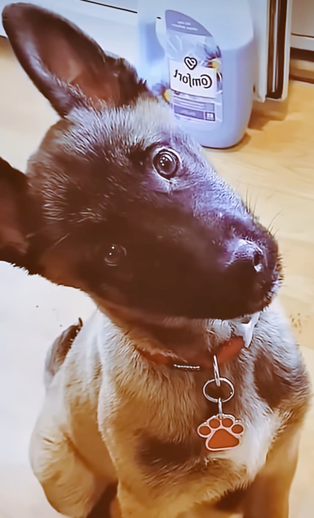 REINO UNIDO (@cao_oliva) on Twitter photo 