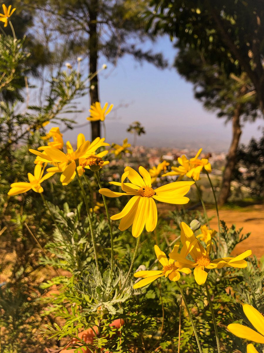 Doğa ve Çiçekler.. #doga #çiçek #dogal