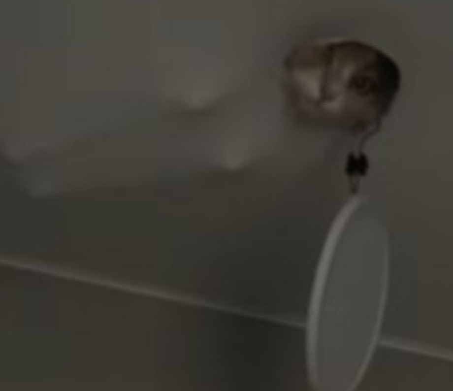 luxicooks's tweet photo. $ceilingcat feels like an essential catfolio add here https://t.co/voJLY7bzvk