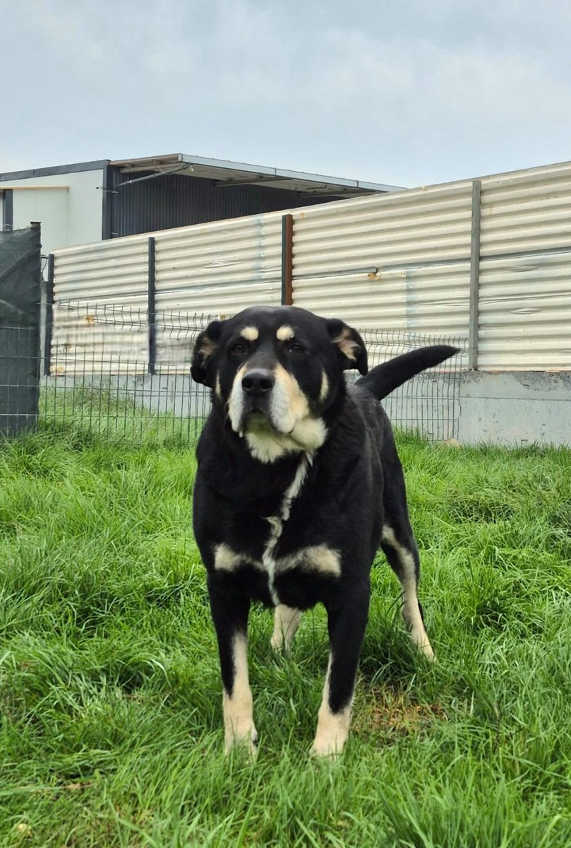 Roy'u hatırlıyor musunuz bilmiyorum. Yaklaşık 5 ay önce yıkılan bir evin enkazında terk edildi ve mahalleli tarafından onu terk edenleri enkazda beklerken bulundu. 6 yaşında ve tek başına yapması imkansızdı. Bir pansiyona yerleştirdik orada güvenle kalmaya devam ediyor. Birkaç
