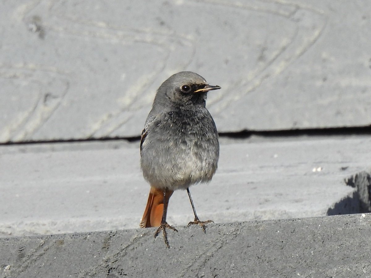 Black Redstart at Sheringham this morning