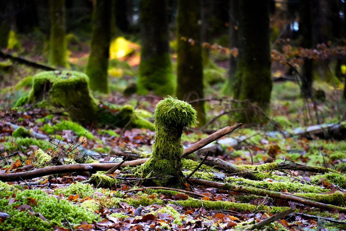 KopfYvonne's tweet image. Hier einige "meiner" Fabelwesen aus dem Schwarzwald

#schwarzenbachtalsperre #schwarzwald #ontrack #Dankbarkeit #BeKindAlways #LiebeIstAlles #SchönesGegenDoofes #FloodTheZoneMitSchoenem