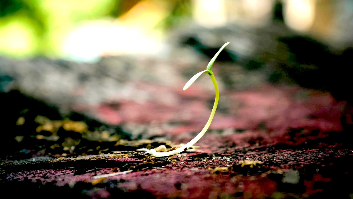 Spigrow111's tweet photo. Hope is the quiet whisper that says "try one more time" when the world yells "quit." 
Listen to the whisper. 🕊️ 
#Hope #Inspiration #Spirituality https://t.co/ct6nKDnPMy