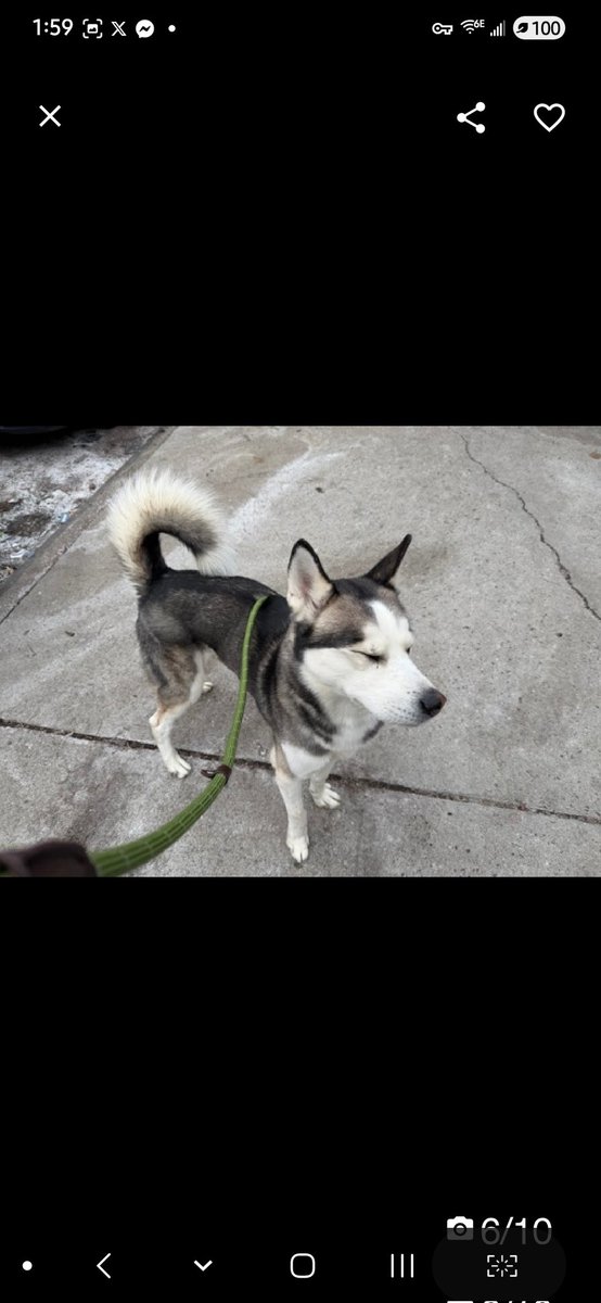 💔Gus💔
▪️To Be Killed: 2/10💉 
 #NYCACC #244898 4y
#Adoptme

Precious sweetie's 💔, ret after not getting along w resident dog.
Handsome husky boy's unsure, feargul, trying 2 be brave, doing well on walks.
Social, allows all contact.
Darling 😇 needs loving, #Adopter/N.East