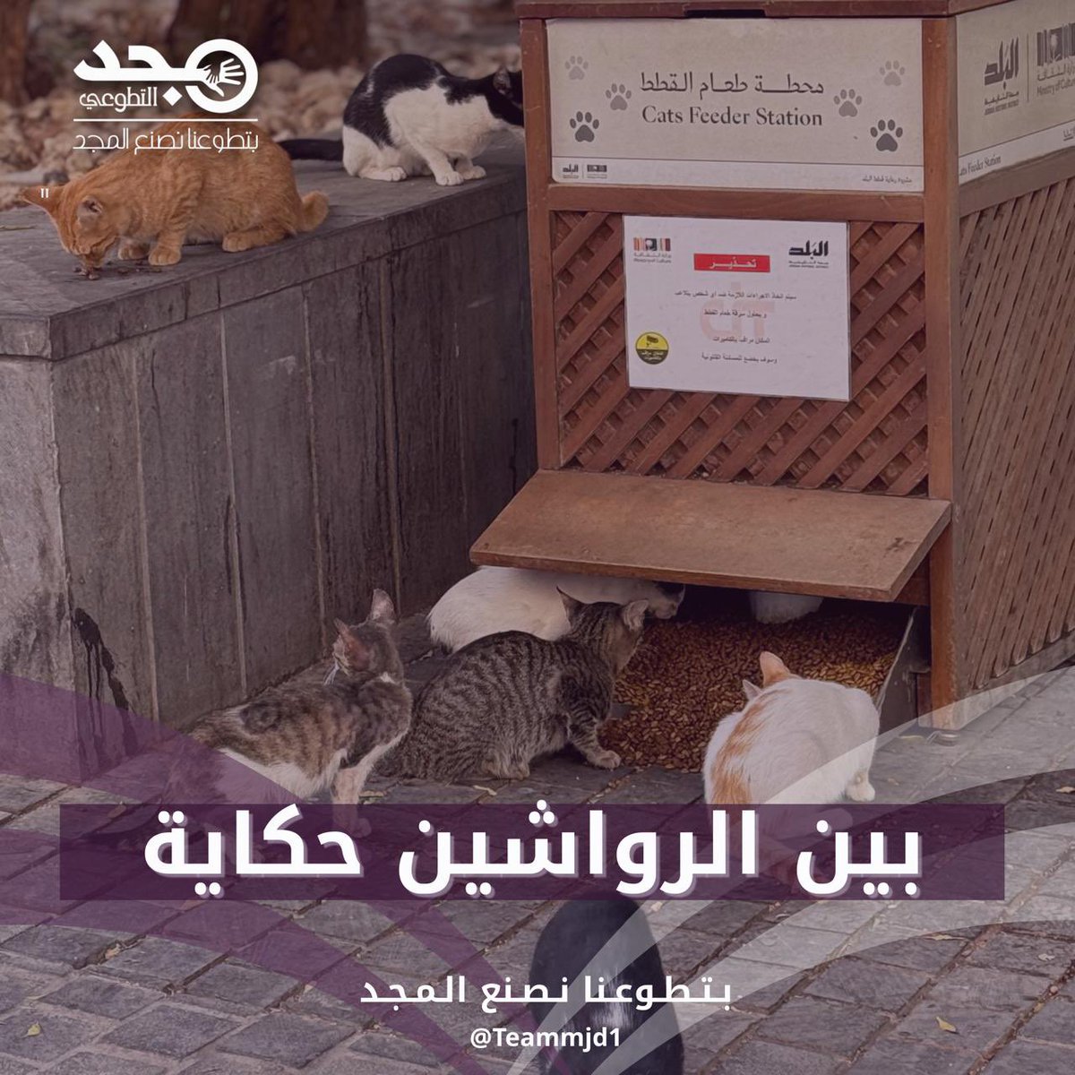 Teammjd1's tweet photo. أقام #فريق_مجد_التطوعي  مبادرة بمناسبة #اليوم_العالمي_للتطوع 
بعنوان "بين الرواشين حكاية" 🐈 

بهدف تعزيز قيم الرفق بالحيوان من خلال تقديم الغذاء  لقطط الشوارع.  

📍 البلد - جدة التاريخية
🗓️ 5 ديسمبر 2025

#مجد_يصنع_الأثر #جدة_بعطائنا_اجمل #العمل_التطوعي #رؤية_الممكلة_2030 https://t.co/ln9YvWYQEQ