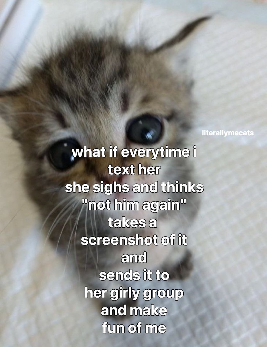LiterallyMeCats (@literallymecats) on Twitter photo 