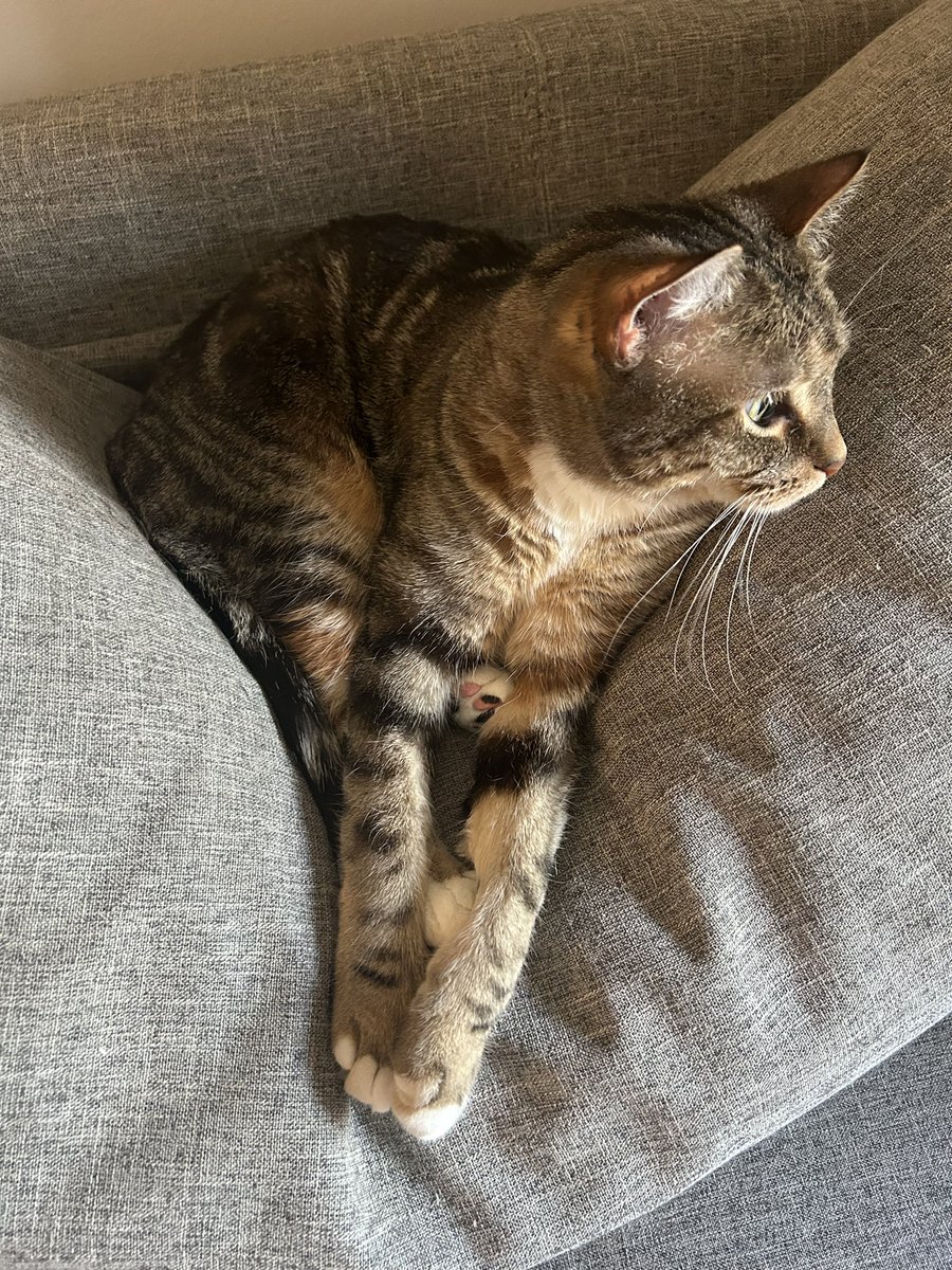 <a href="/CleeWeezy/">Littol Clee 🧡🖤</a> Gigi doing her signature take on clee sit sunday with feet poking out everywhere!!