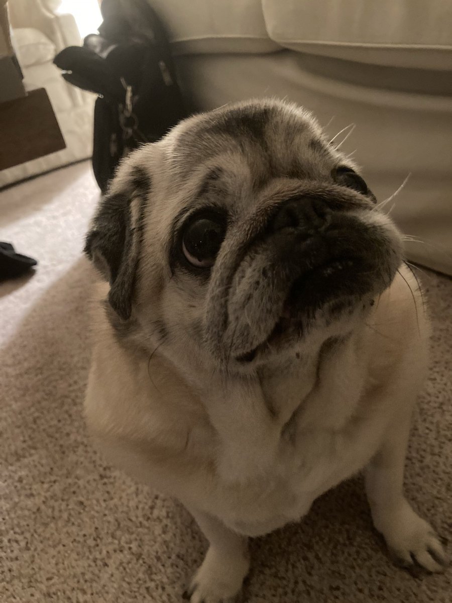 Pugzilla tweet media