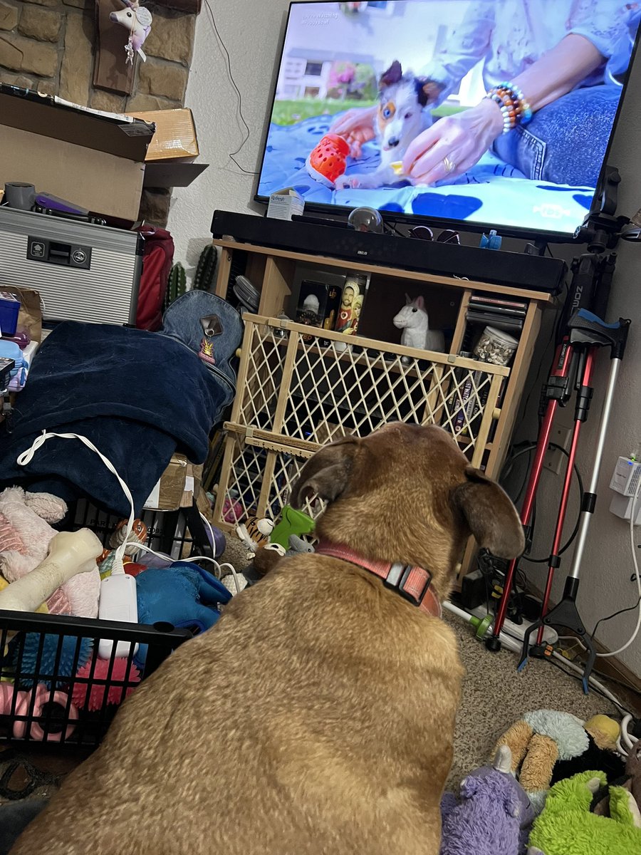 AngelicZombie07's tweet photo. karma is invested. #PuppyBowl https://t.co/vg83YzEWC8