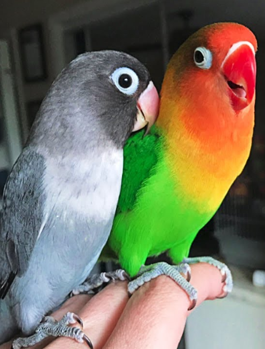 Mismatch Quotes Checker updated for 2026 

metadataconsulting.blogspot.com/2026/02/Mismat…