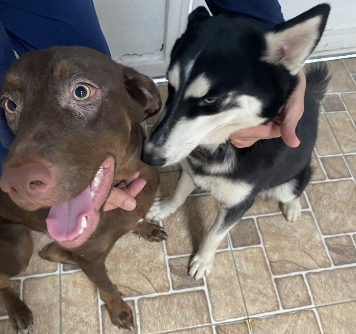 Hola hace 2 días estos perrit@s aparecieron en el sur de Guayaquil. Son bien portados y juguetones. No los puedo tener mucho tiempo. Ayuda <a href="/AlertaMePerdi/">Alerta me perdi</a> por si acaso los están buscando los dueños ya que están bien cuidados. 😔😔😔