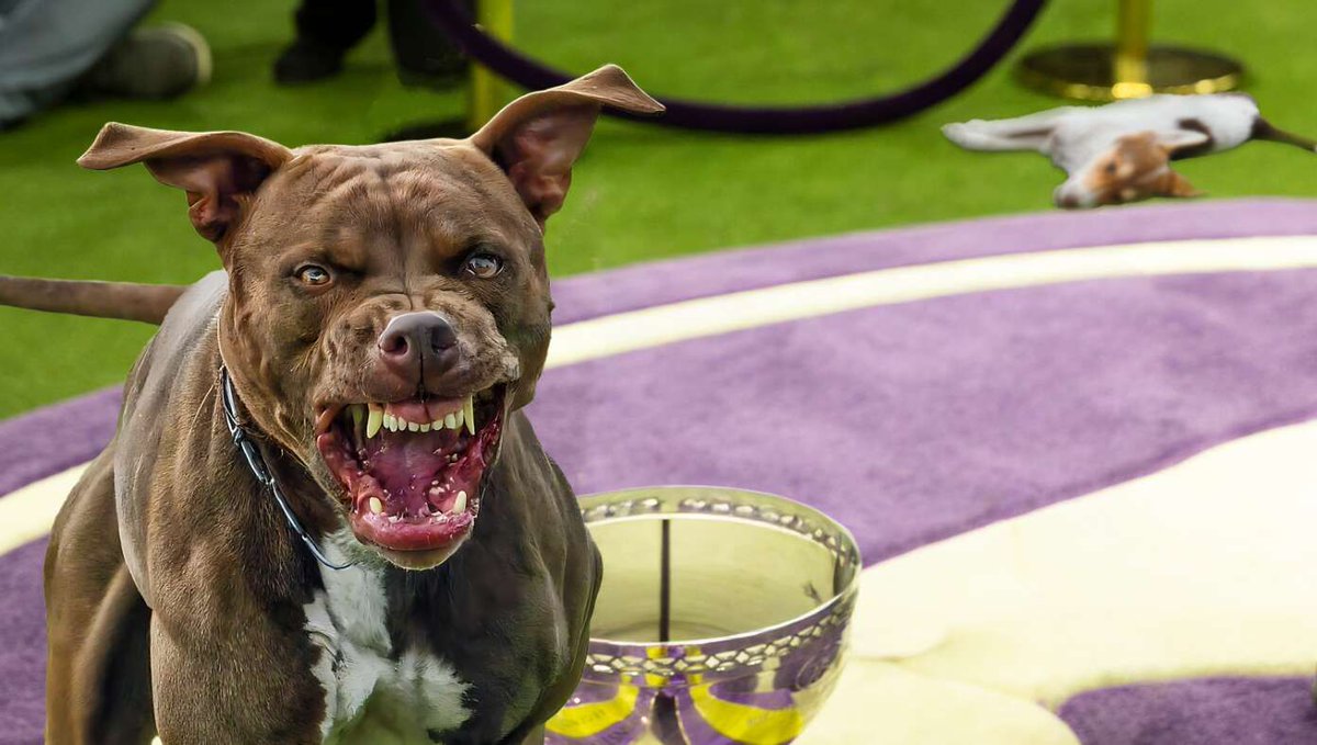 Pit Bull Wins Westminster Dog Show After Killing All The Other Contestants buff.ly/sN6jGBd