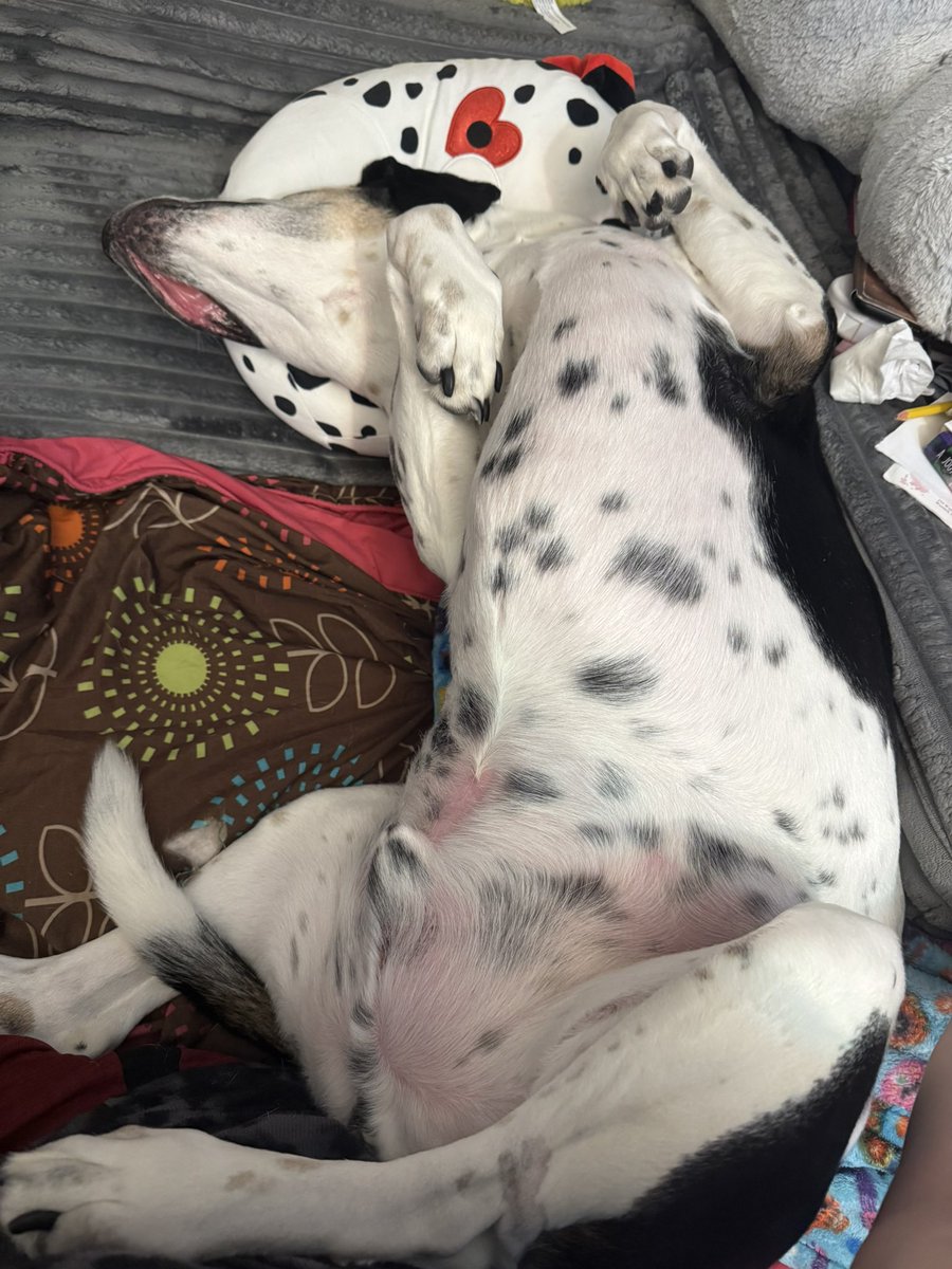 maygunp's tweet photo. The stress of the #PuppyBowl is too much for my winking pup, Fleet, to handle! #GoTeamFluff https://t.co/9MBTnF795c