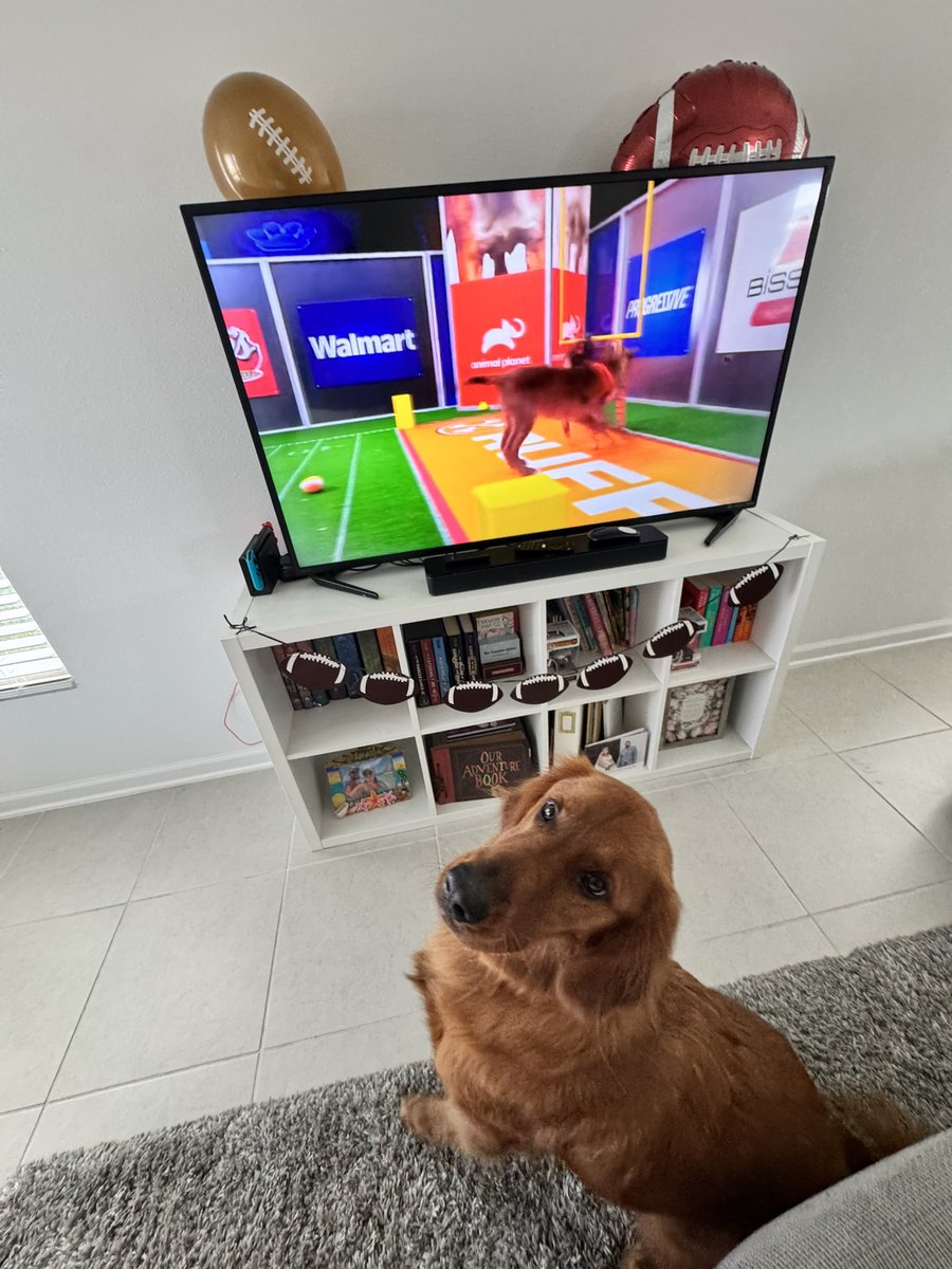 lizard__13's tweet image. #PuppyBowl