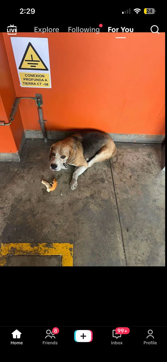 nadiapc's tweet photo. Perrito Beagle perdido en la estación Los Postes de la Línea 1 del tren.

Visto en TikTok (7 febrero). Cuenta: cattocean https://t.co/ZqTgEVGavA