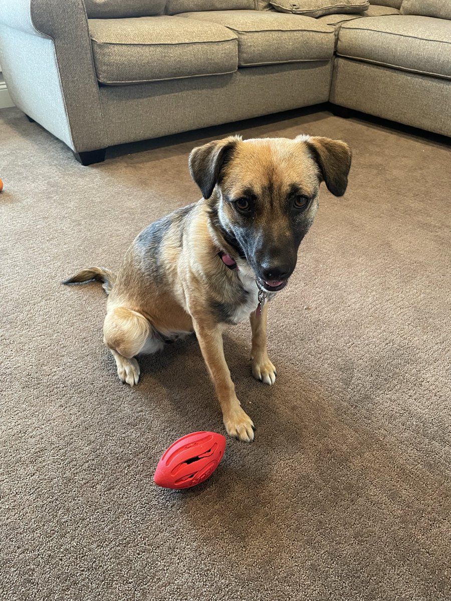 jacobday13's tweet photo. @AnimalPlanet Goldie enjoying her second puppybowl! #puppybowl #rescuepup https://t.co/KlCxTXG9OJ